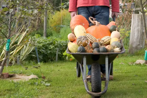 A wheelbarrow full of pumpkin and squash varieties