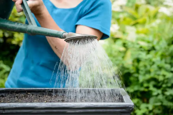 Watering the compost