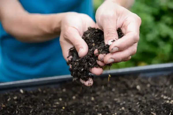 Covering the seed with a thin layer of compost