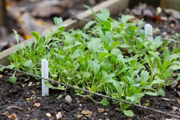 komatsuna-seedlings-2