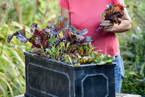 빠르게 성장하는 샐러드 용기