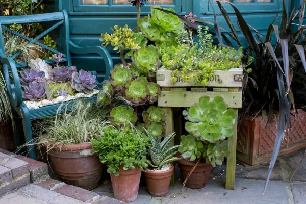 Driftwood: Succulents thrive in pots and an old chair has been converted into a planter