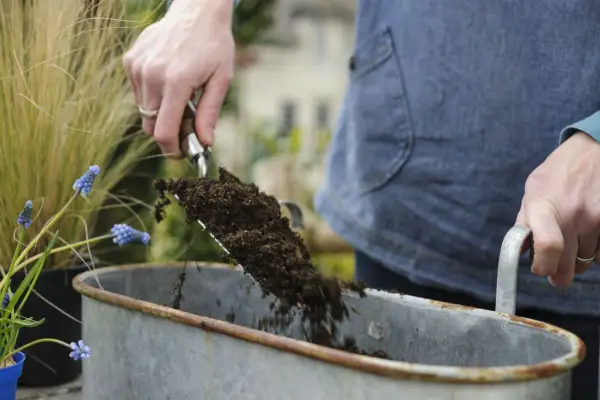 Adding compost to the container