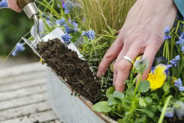 Filling in around the plants with compost