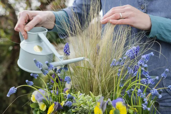 Watering the display