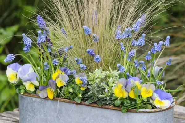 Stipa, muscari and pansy window box