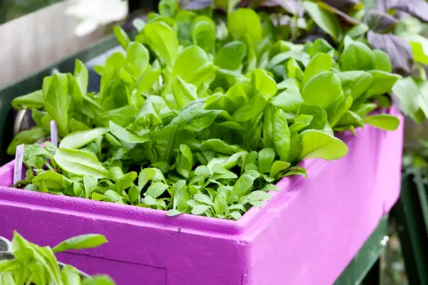 Upcycling - polystyrene planters