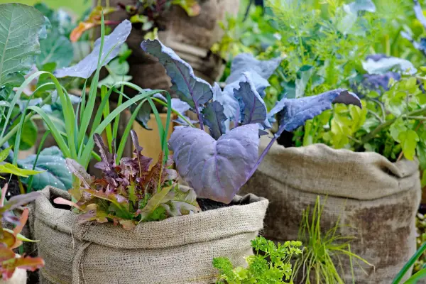 Upcycling - veg in hessian bags