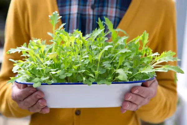 Upcycling - planting salads in old bowls