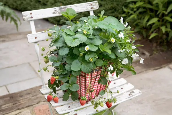 Upcycling - strawberry basket