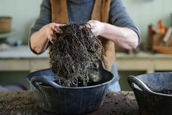 Dividing the rootball of a perennial plant