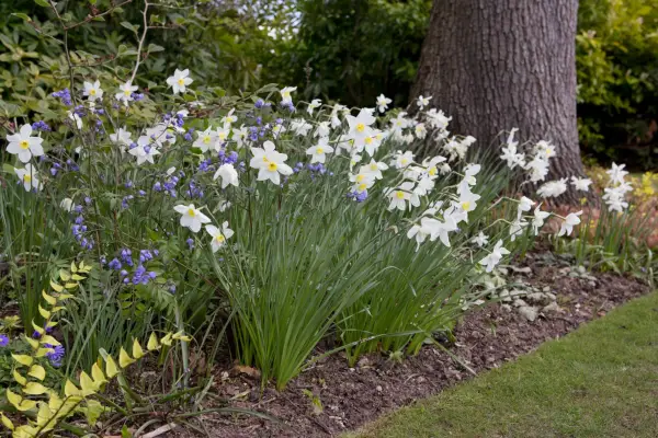 Daffodils growing in a border