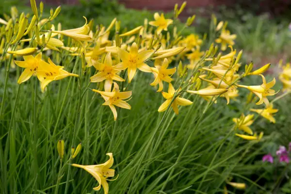 Yellow daylilies, or Hemerocallis