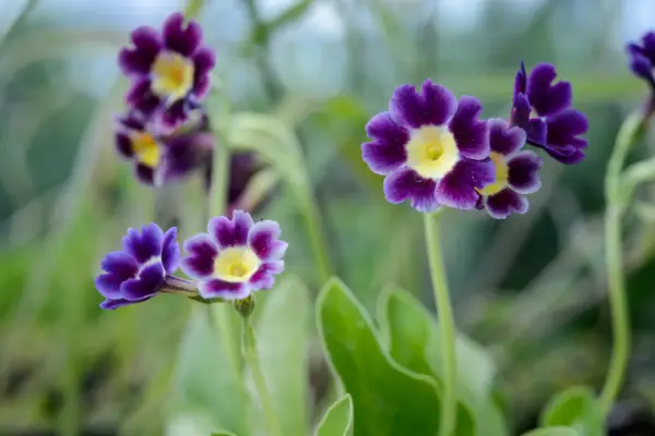 Purple auricula