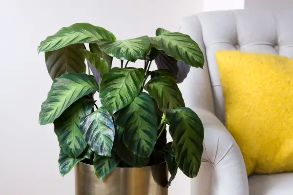 Calathea