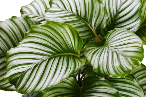 Cómo cultivar calathea