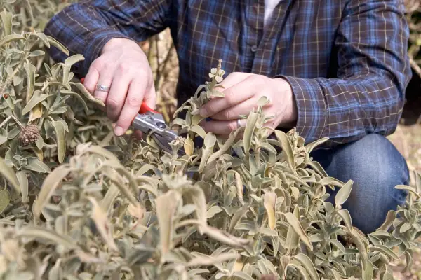 Cutting back phlomis in winter