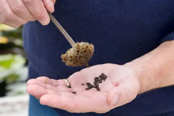 Collecting seed from Jerusalem sage