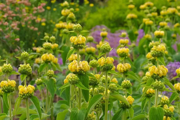 Jerusalem sage, Phlomis russeliana. Getty Images.