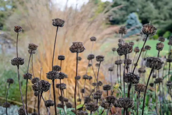 Phlomis seedheads