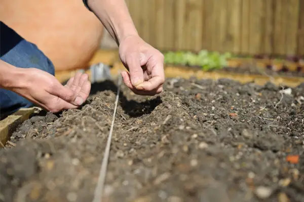 Sowing zinnia seed