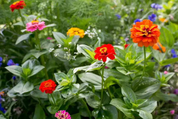 How to sow zinnia seeds outdoors