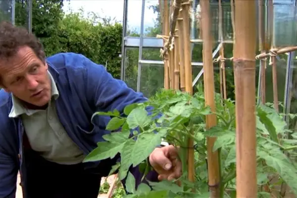 코르 돈 토마토를 훈련시키는 방법