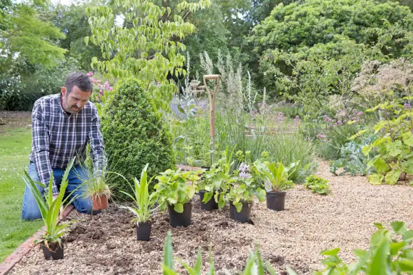 How to create a gravel border - arranging plants