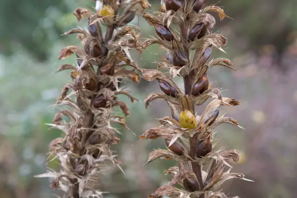 Dried acanthus stems
