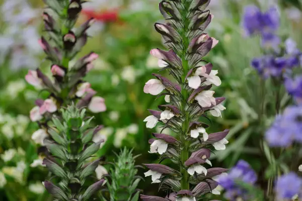 Acanthus spinosus