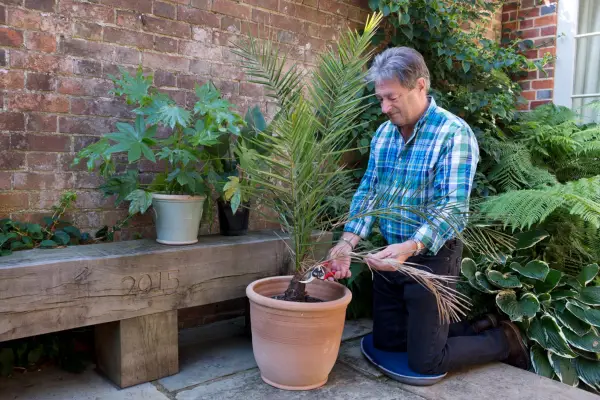Alan Titchmarsh planting Phoenix canariensis palm in a pot