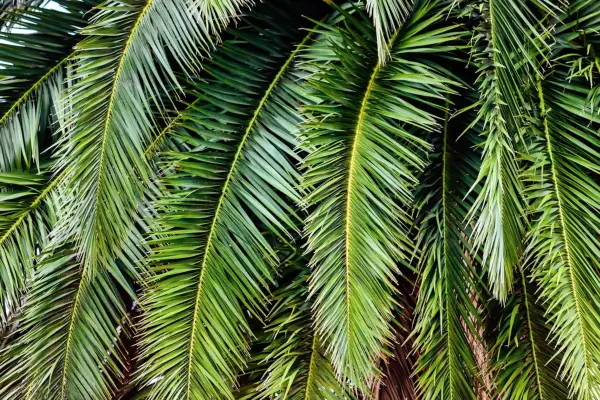 Close-up of Phoenix canariensis palm. Getty Images