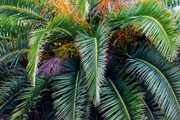 Phoenix canariensis palm. Getty Images