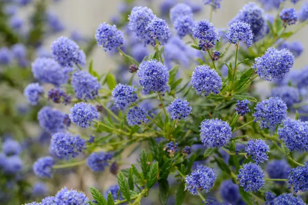 Jak pěstovat Ceanothus (Kalifornie Lilac)