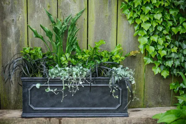 Ophiopogon planted with Hosta 