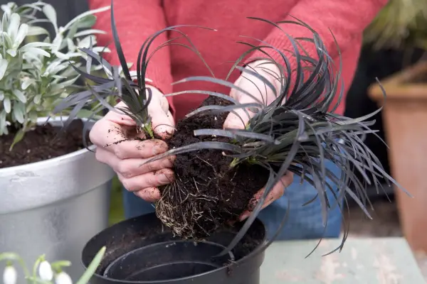 Dividing an ophiopogon clump