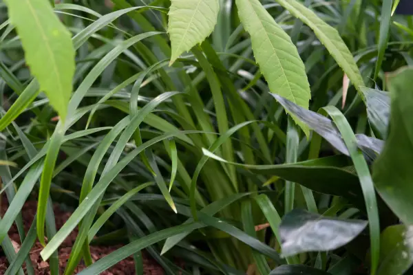 Ophiopogon aff. caulescens