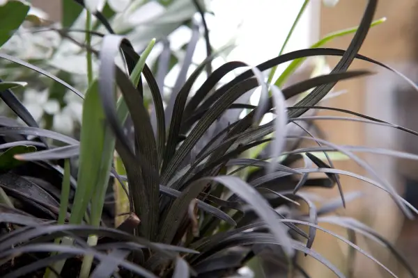 Ophiopogon planiscapus 