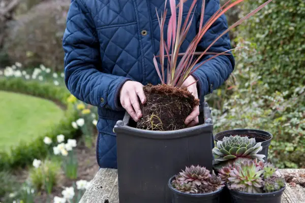 Planting a phormium in a pot