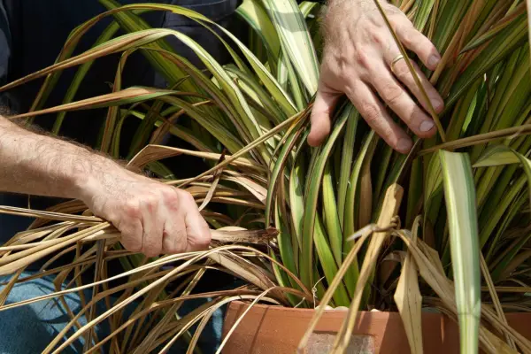 Removing dead phormium leaves