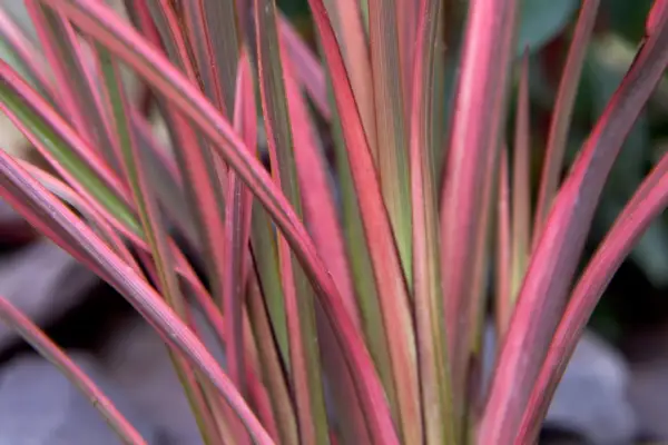 Phormium tenax