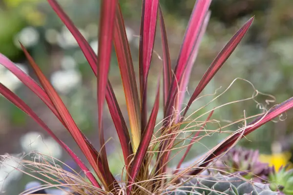 How to grow phormium