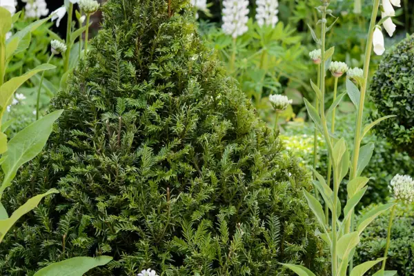 Cum să crești Taxus Baccata (Yew)