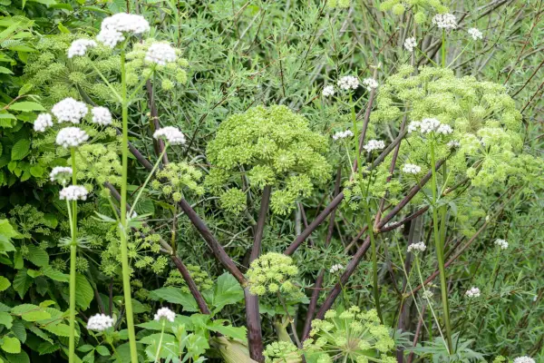 Valerian growing with angelica