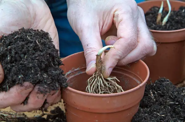 Planting lily of the valley bulbs in pots