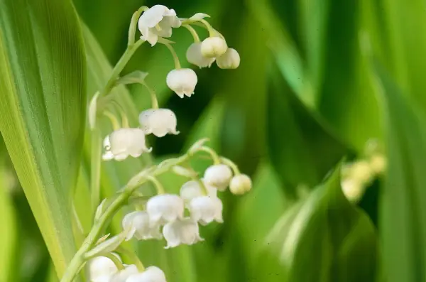 How to plant lily of the valley