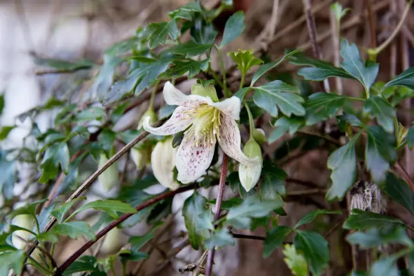 Clematis cirrhosa purpurascens 