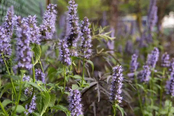 Plants for bees – agastache