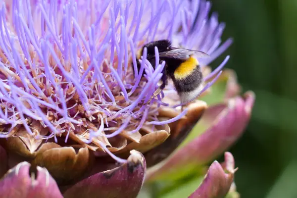 Plants for bees – cardoon
