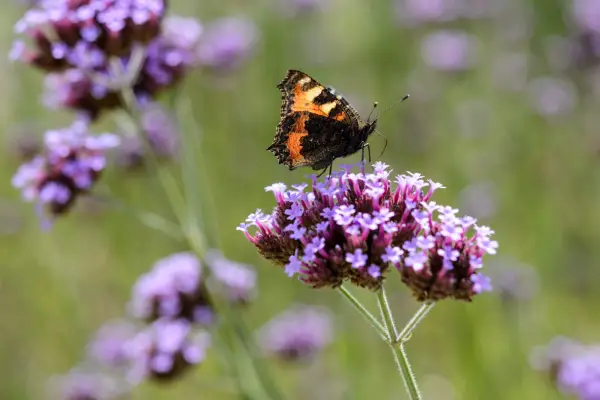Nectar and pollen throughout the year